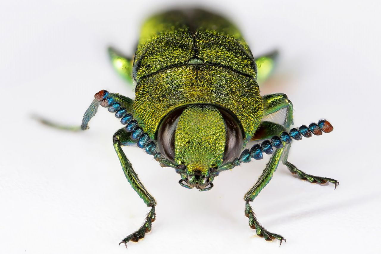 Buprestidae: Anthaxia hungarica